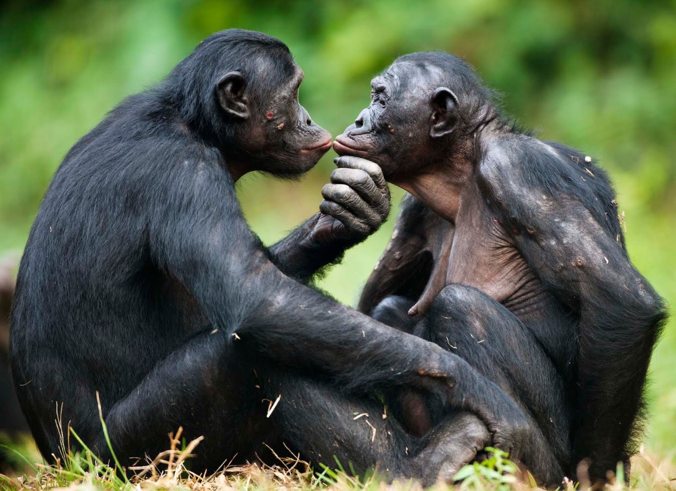 bonobo-scimmia.